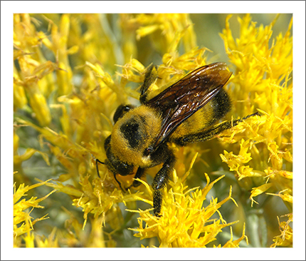 Bumble Bee Specialist Group 